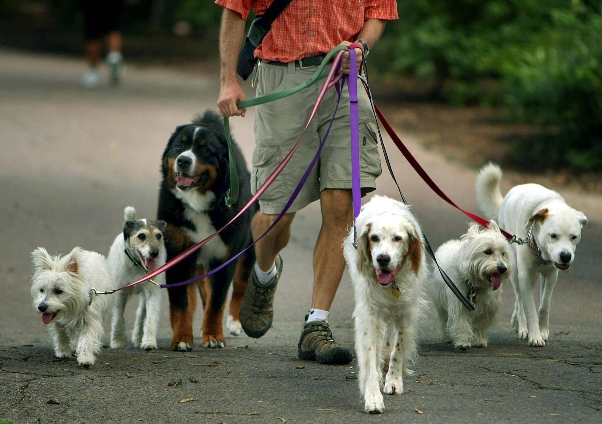 Walk the dog